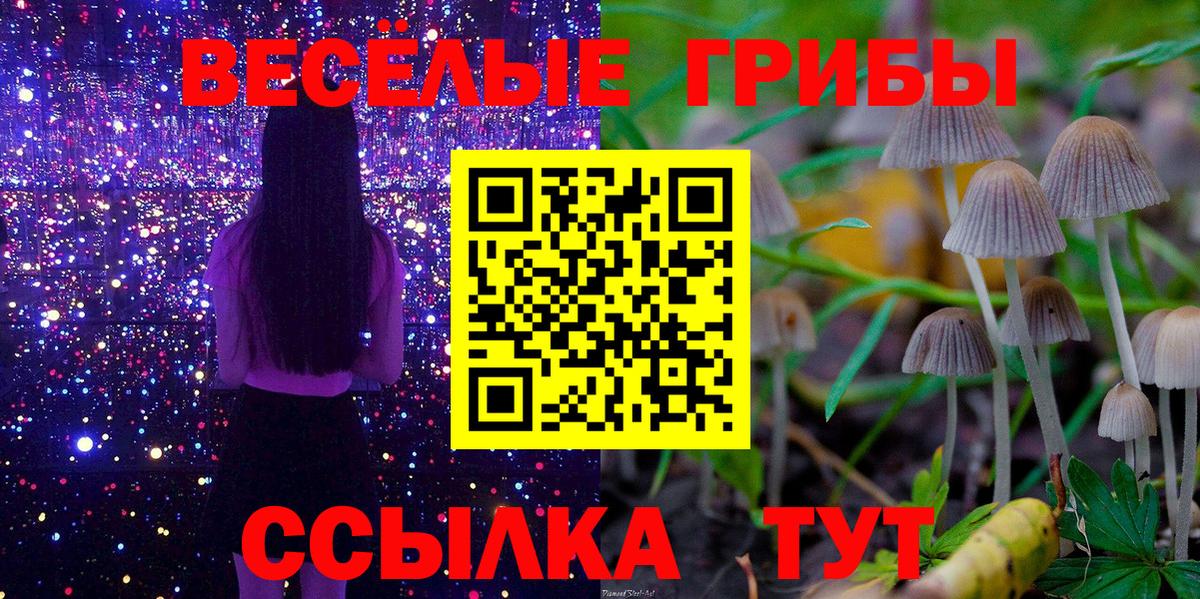 Псилоцибиновые грибы Psilocybe Йошкар-Ола